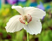 Gorgeous big white flowers